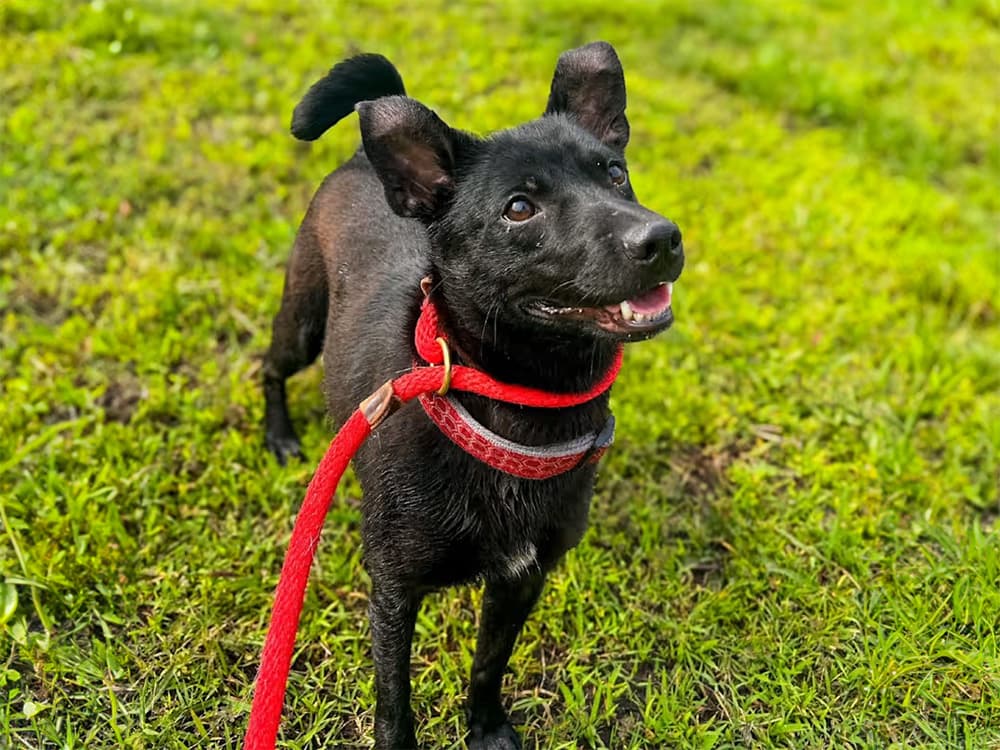possibe shiba pomeranian mix