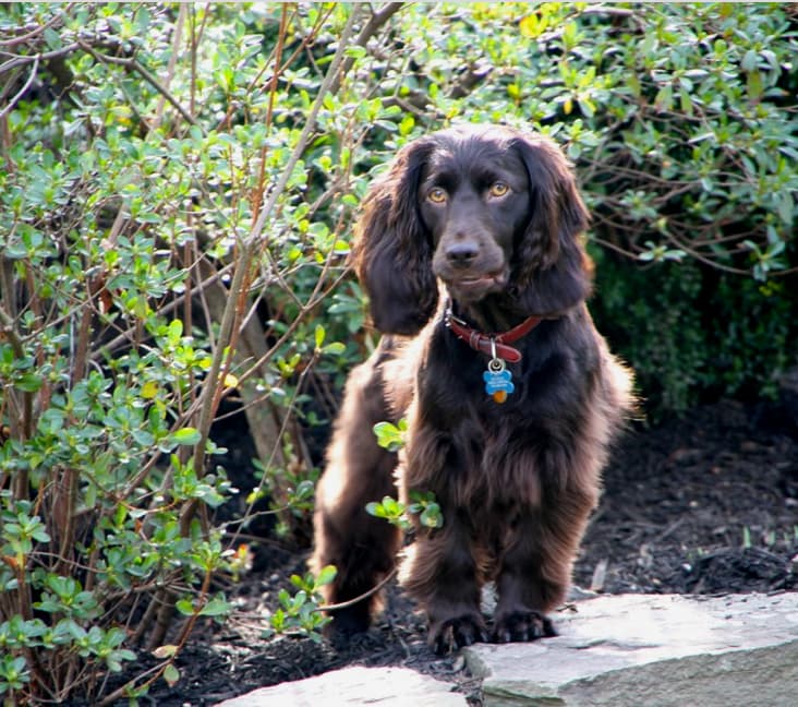 A purebred Boykin Spaniel dog standing on a rock.