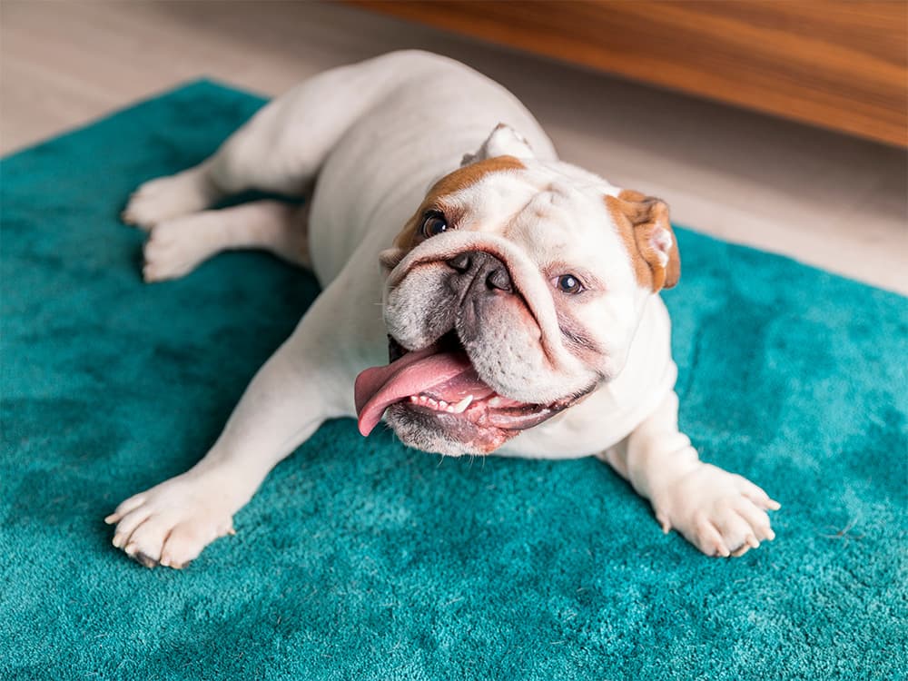 english bulldog on rug