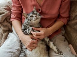 How to Care for Your Senior Cat