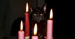 100+ Gothic Cat Names