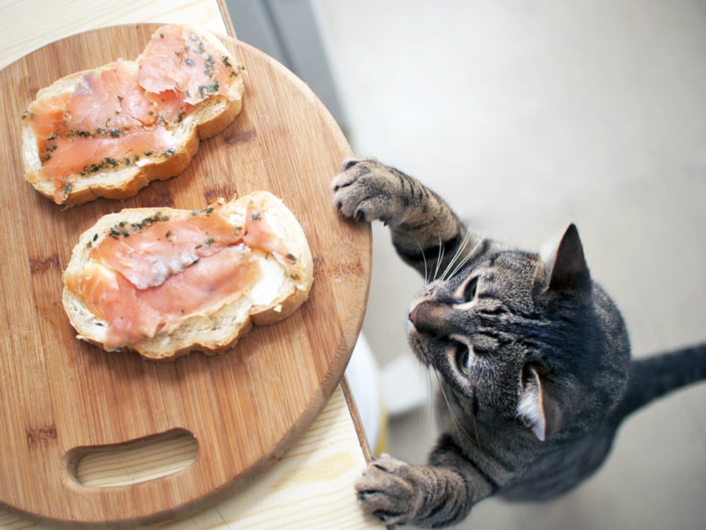 Can Cats Eat Salmon?