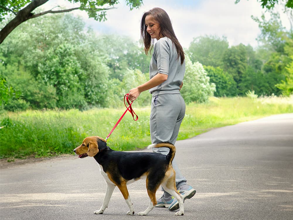 How to Walk a Shelter Dog