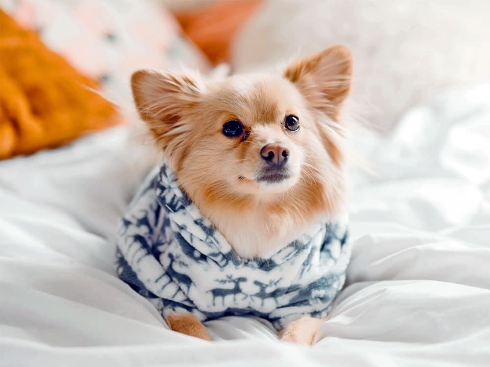 pomeranian