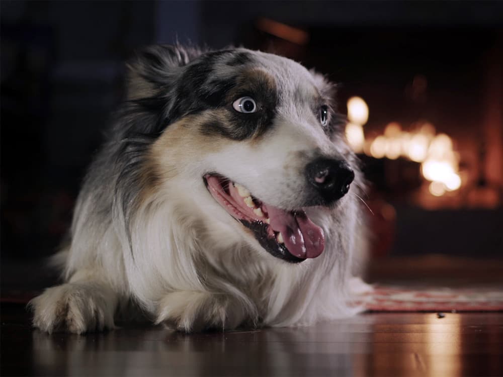 Why Is Your Dog Panting At Night?