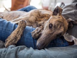 How to Give Relief to Your Dog With a Chronic Condition