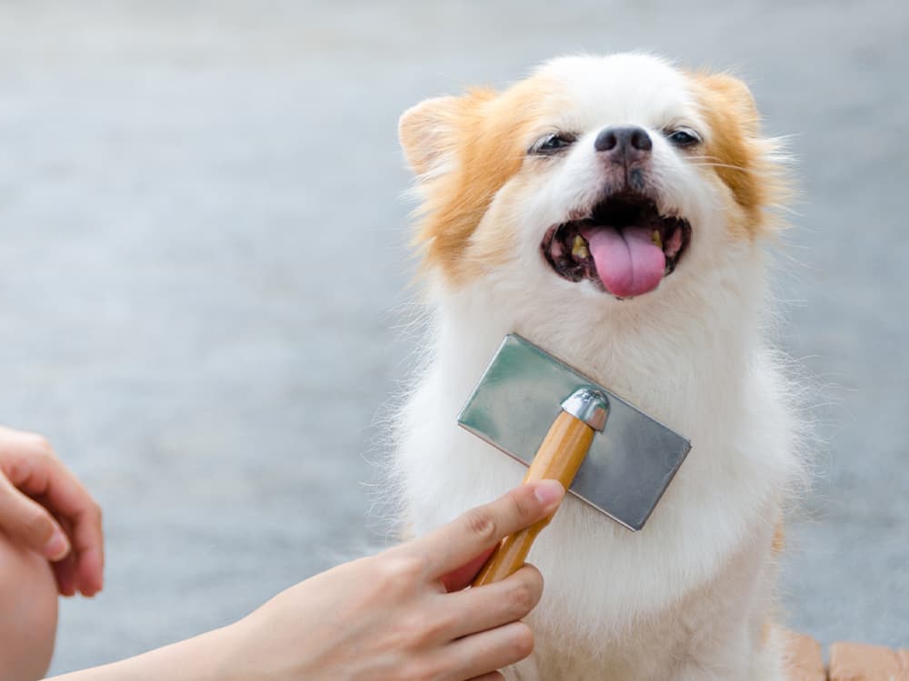 Young woman brushing her dog