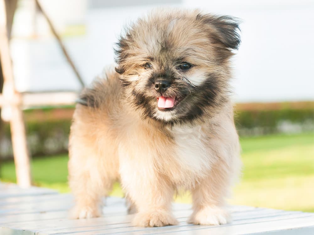 Pomeranian puppy dog stand on wooden chair