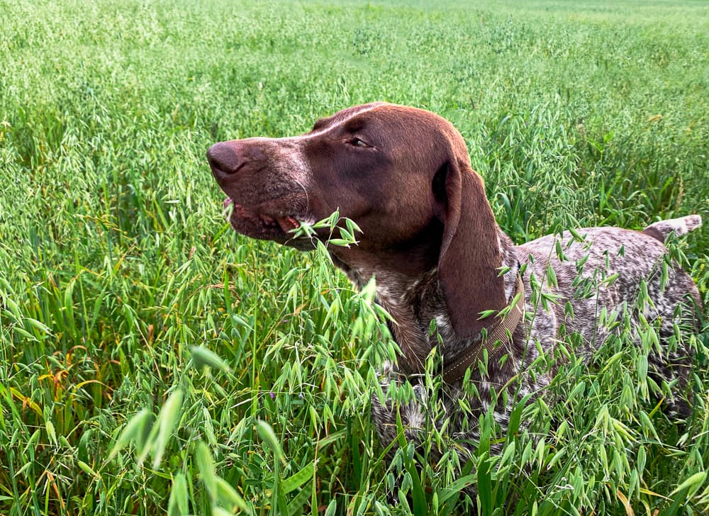 Why Do Dogs Eat Grass?