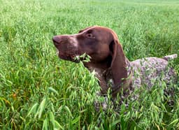 Why Do Dogs Eat Grass?