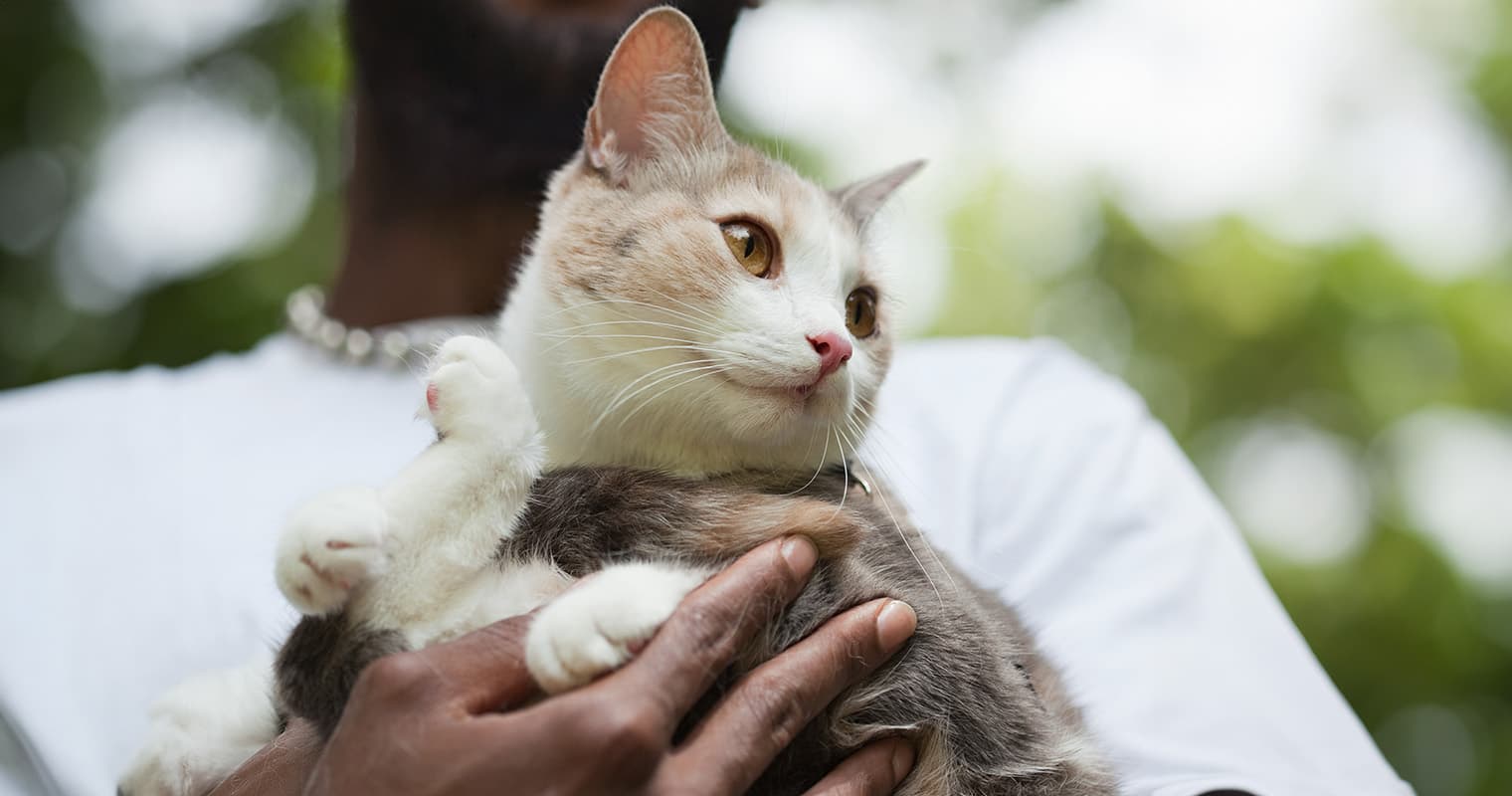 Can You Change a Cat’s Name?