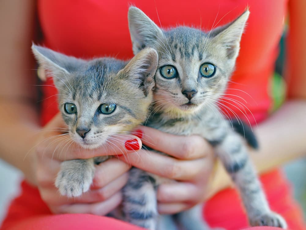 Why Kitten Season Is Getting Longer and More Intense Every Year