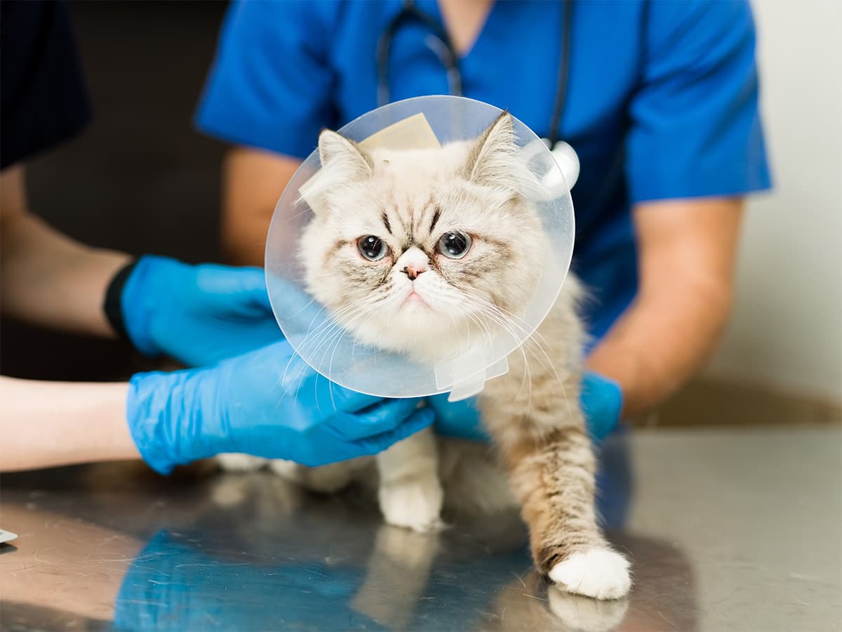 cat at the vet
