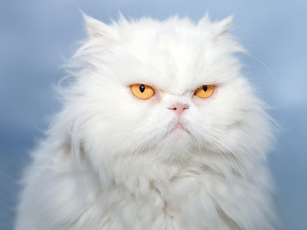 UTIs Suck for Your Cat, Too