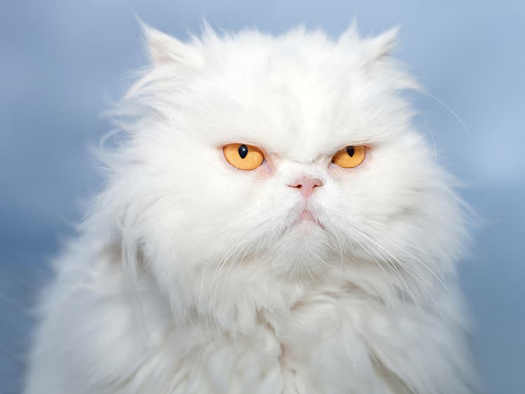 UTIs Suck for Your Cat, Too
