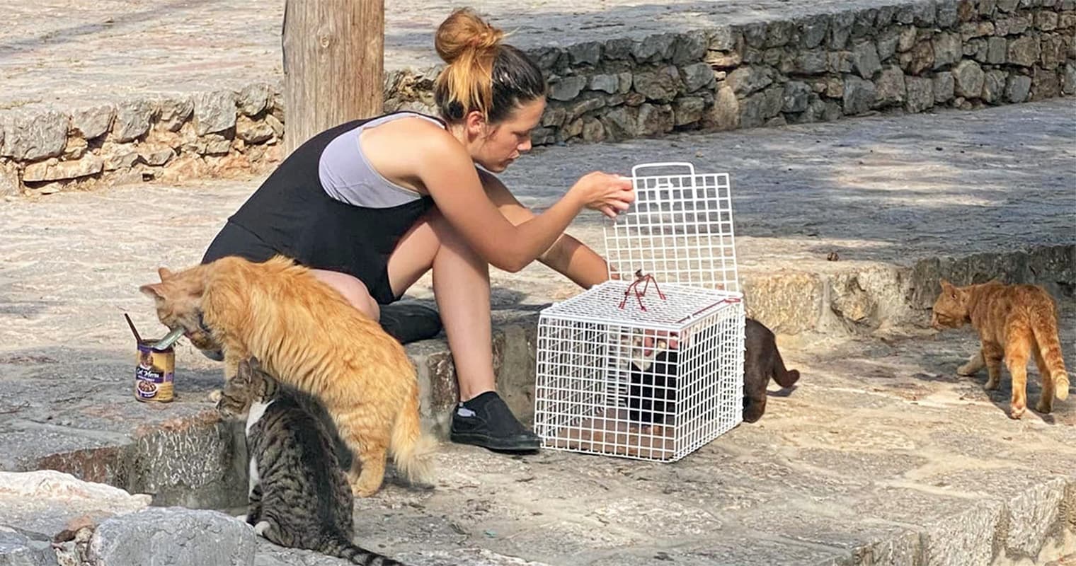 Trap-Neuter-Release Organizations: What Are They, and What Do They Do?