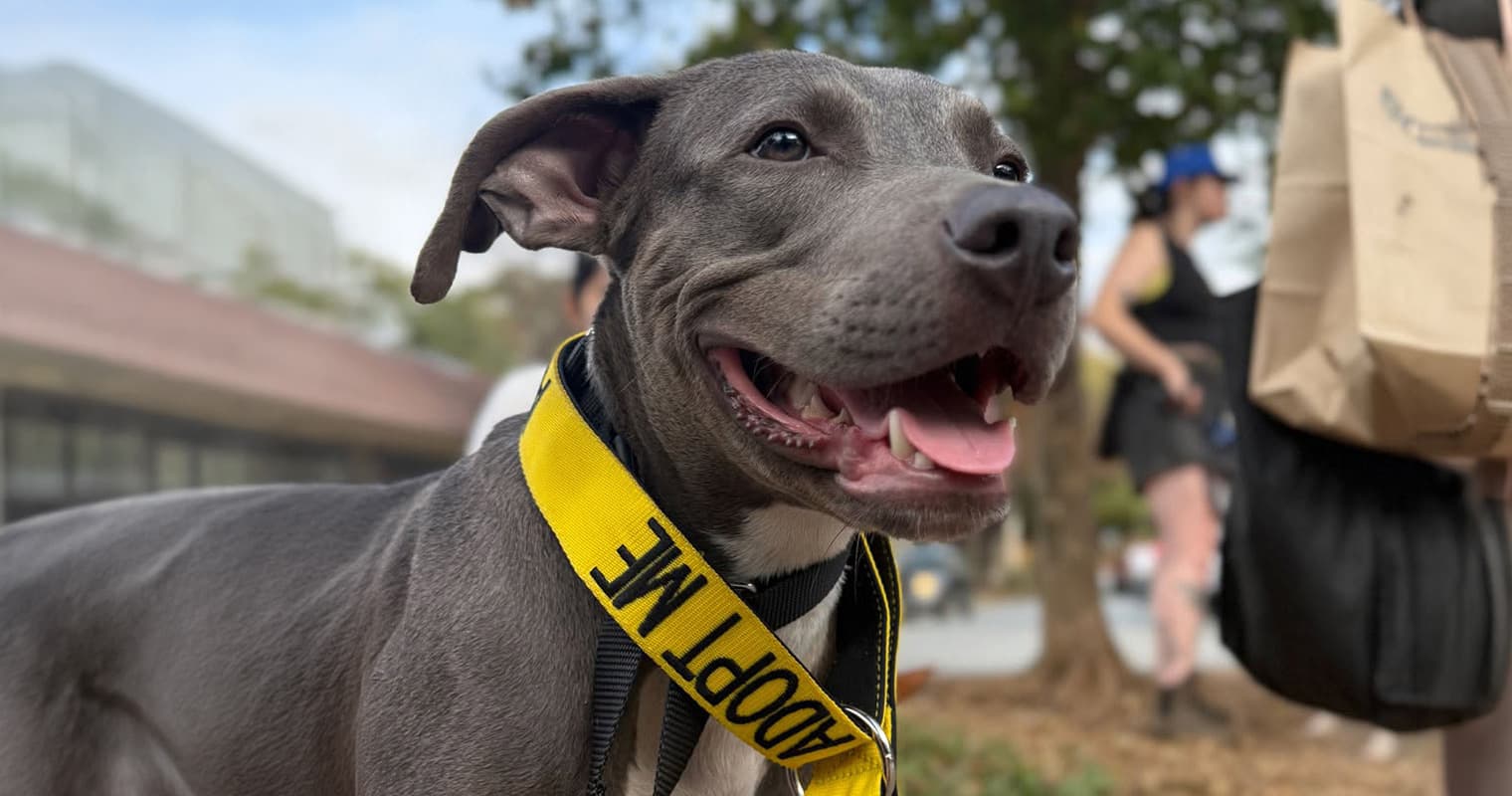 Want a Hiking Buddy? These 4 Adoptable Atlanta Dogs Are Ready to Hit the Trail