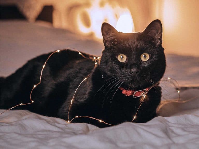 Manx Cat