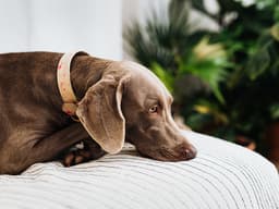 Can Dogs Be Depressed? Signs and Treatment for Canine Depression