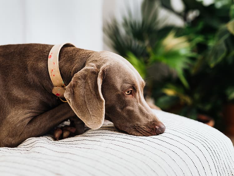Can Dogs Be Depressed? Signs and Treatment for Canine Depression