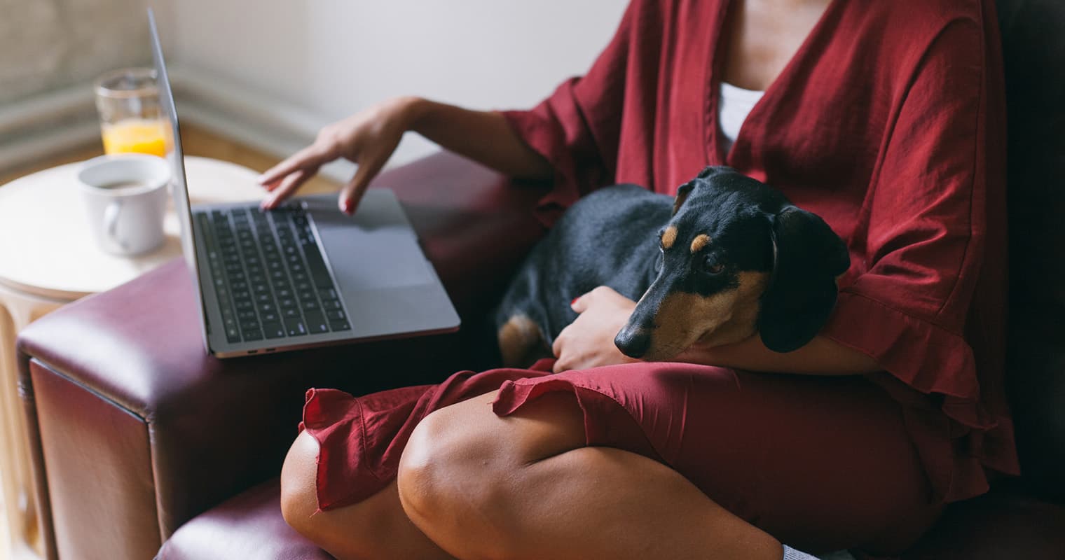 Do You Have to Pay to Rehome a Dachshund?
