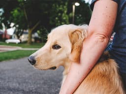 How to Learn the Signs of Aggression In Dogs So You Can Get Them Some Doggy Therapy