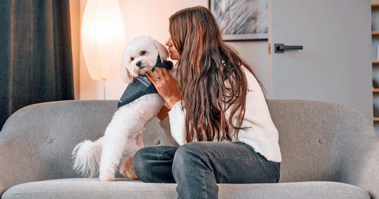 Where Can I Put A Maltese Up for Adoption?