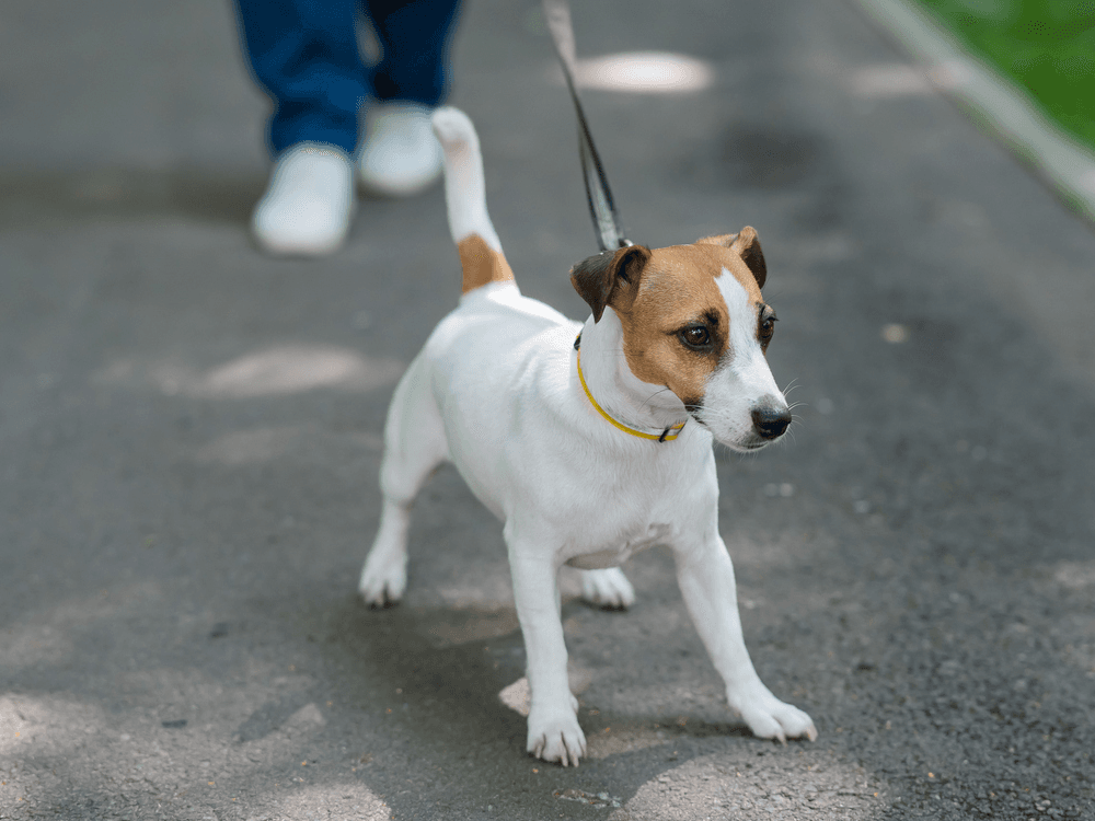 What Is “Trigger Stacking,” and How Can We Make Sure Dogs Avoid It?