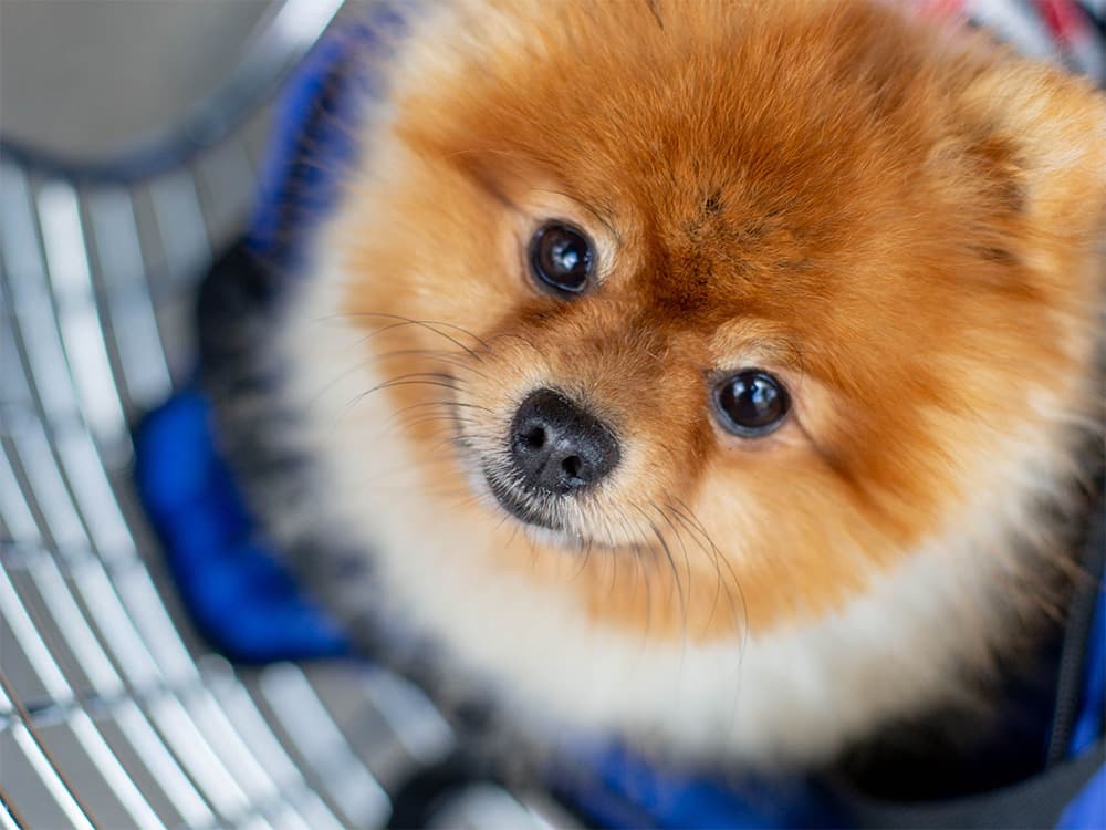 pomeranian in a crate