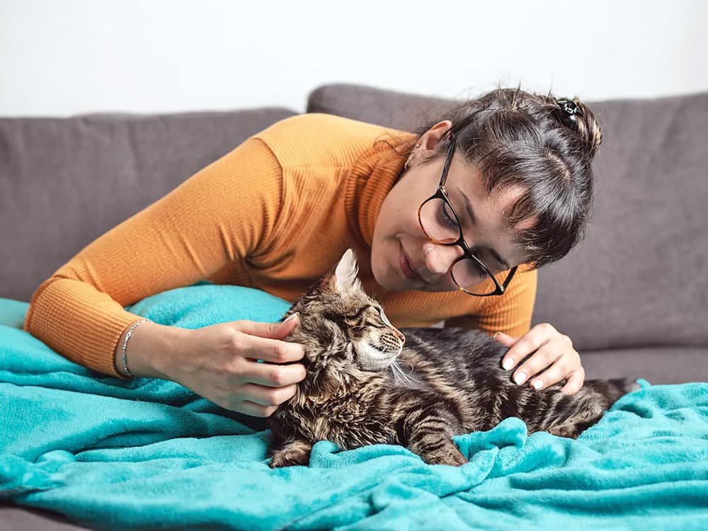 new kitten being petted