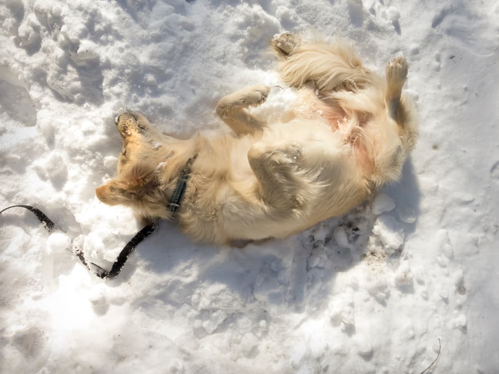 Natural Remedies for Dry Skin: How to Help Dry Skin on Dogs