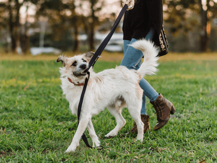 How to Change the Way You Think About Your Dog’s Behavior