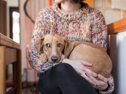 Why Is My Dog Shaking? Causes and Treatment