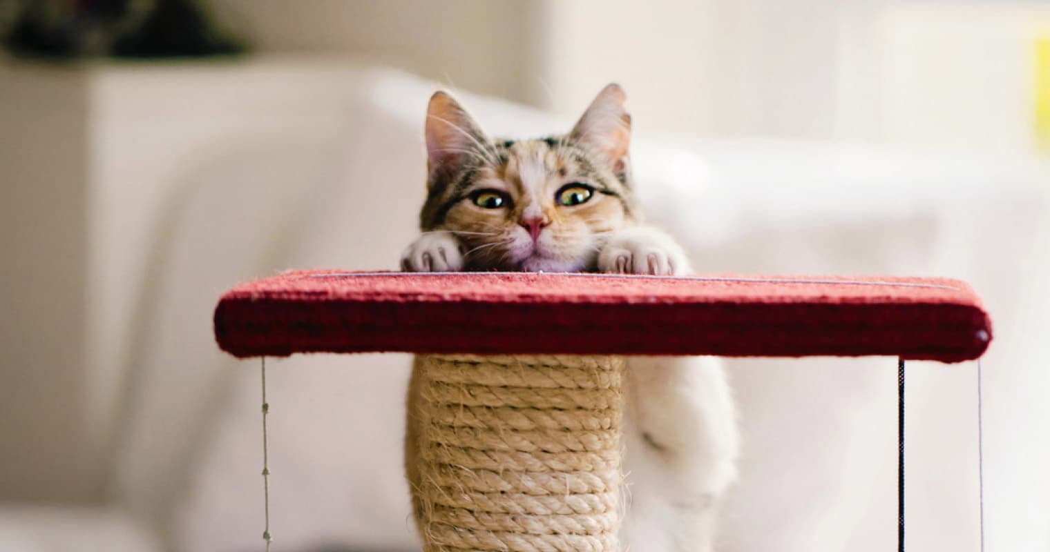Do Cats Need a Scratching Post? Why Your Cat Scratches, and How to Choose the Best Post