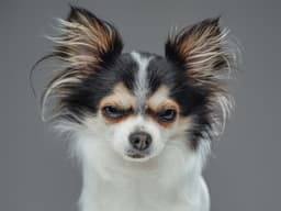 Is Your Dog Giving You the Stink Eye?