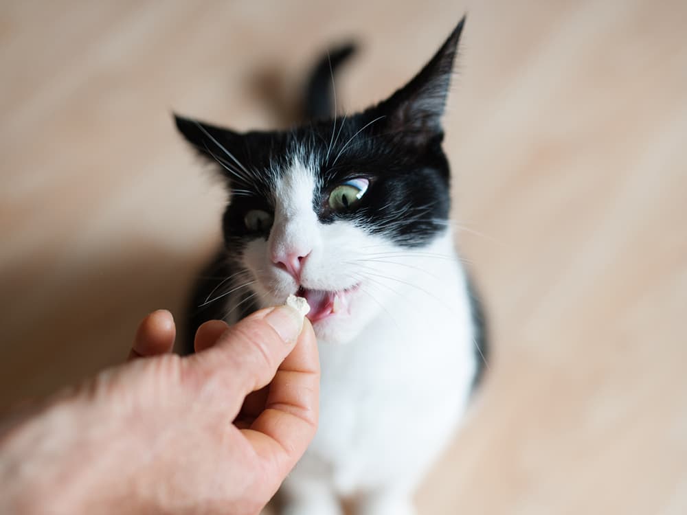 How to Pick a Healthy Cat Treat, According to a Holistic Vet