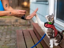 A Step by Step Guide on How to Clicker Train Your Cat