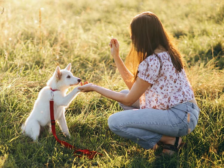 Why You Shouldn’t Be Skeptical of Positive Training Methods