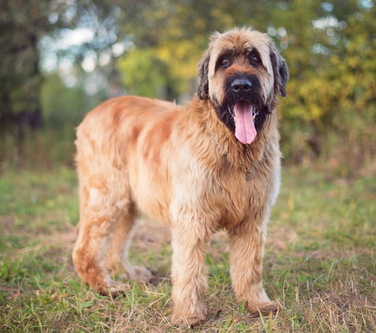 A purebred Briard dog standing in the grass.