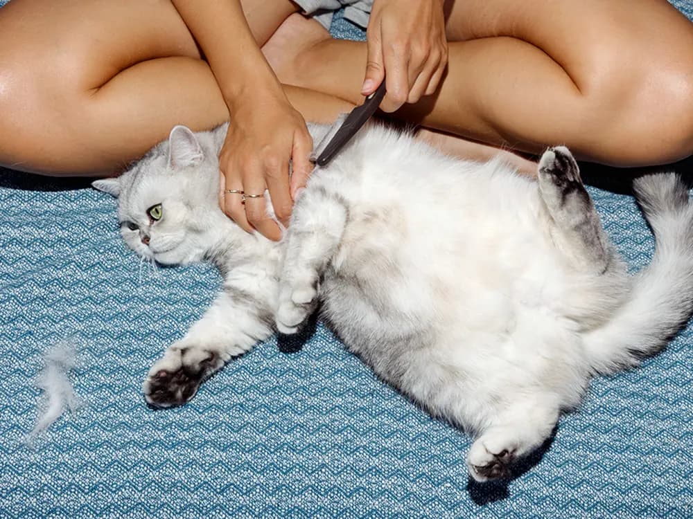 checking cat for fleas