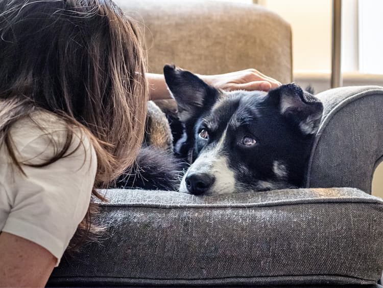 Your Dog Is Judging You—Well, Only If She’s a Girl, Study Says