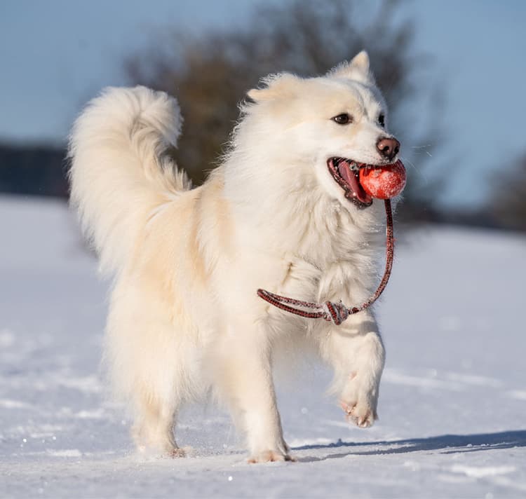 Pure white Icelandic Sheepdog with ball in mouth