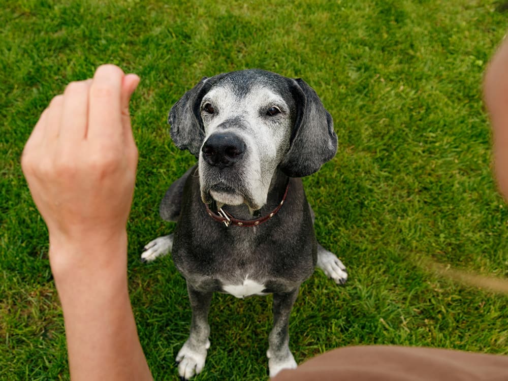 Are You Making These Common Dog Training Mistakes?