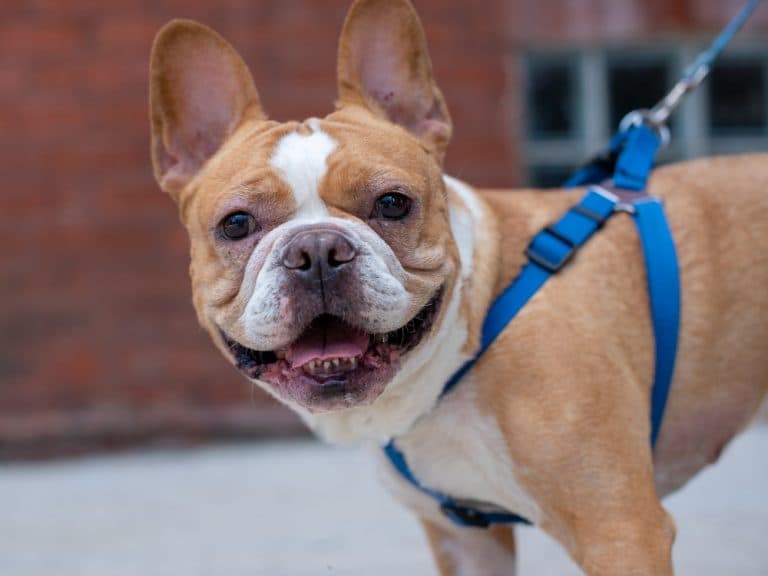 french bull dog