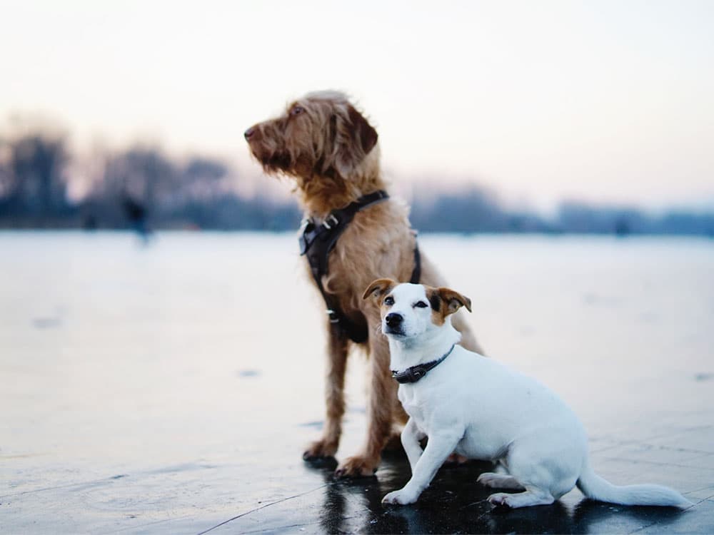 Big dogs, Small dogs: Does Size Affect Behavior?