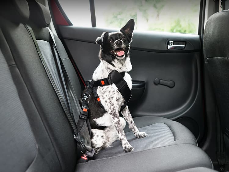 How to Drive Your Newly Adopted Dog Home