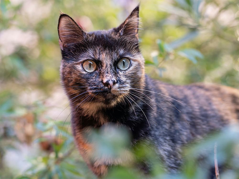 tortie cat outside