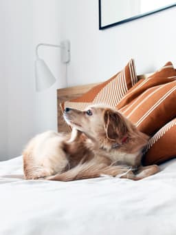 Signs of Fleas in House: How to Detect and Prevent Infestations
