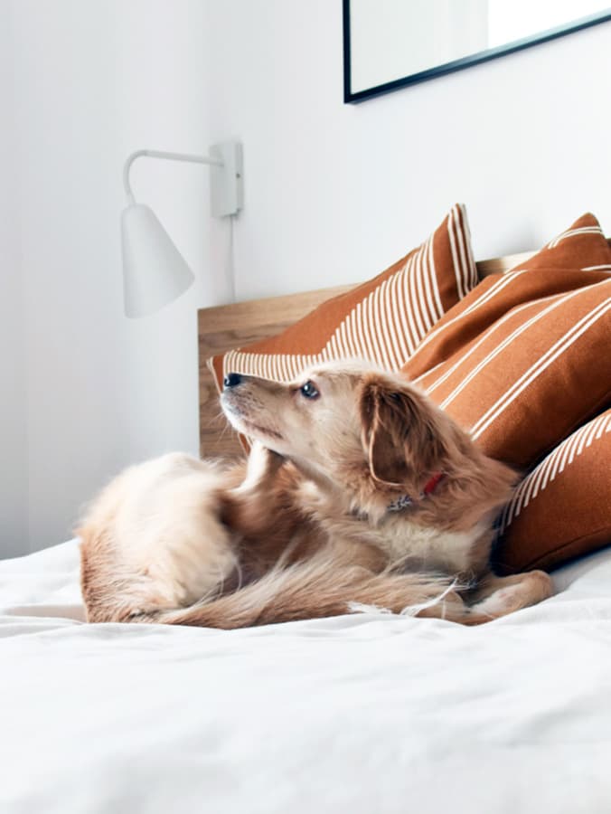 Signs of Fleas in House: How to Detect and Prevent Infestations