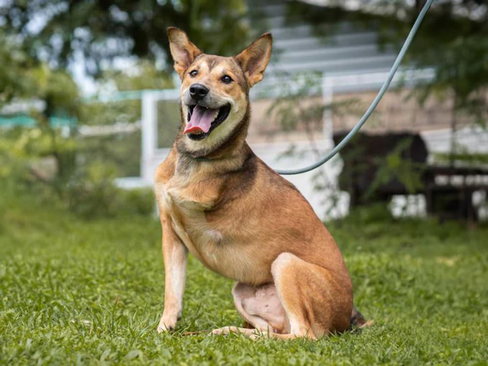 three legged adoptable dog